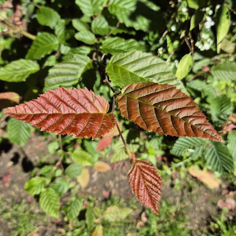 Carpinus betulus 'Purpurea'  - purple tinted young leaves in spring
