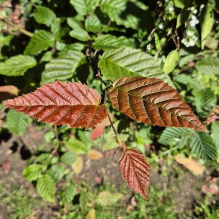 Carpinus betulus 'Purpurea'  - purple tinted young leaves in spring