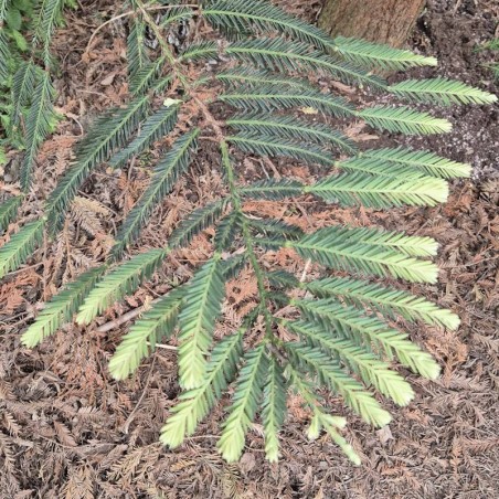 Sequoia sempervirens 'Adpressa' - leaves on an established plant