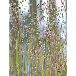 Briza media - quaking flower stems