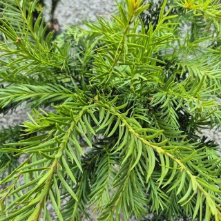 Taxus baccata 'Repandens' - bright green young shoots in Spring.