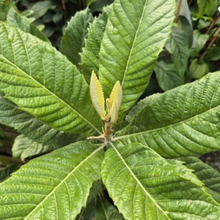 Eriobotrya japonica - deeply veined dark green leaves in early summer