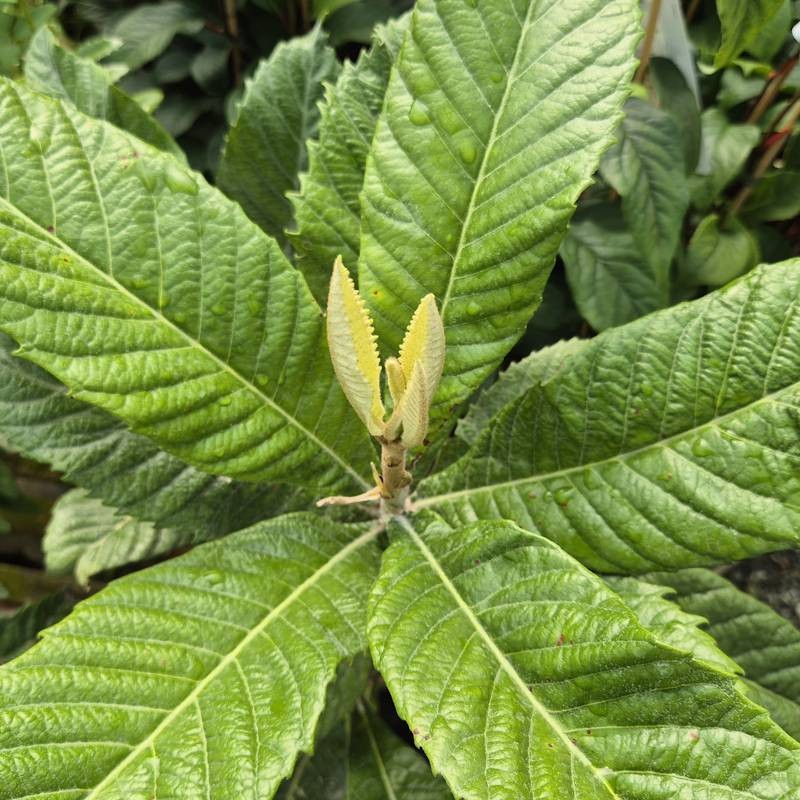 Eriobotrya japonica - deeply veined dark green leaves in early summer