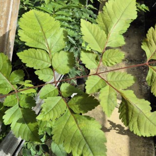 Koelreuteria bipinnata - close up of bipinnate leaves in early summer