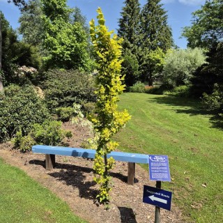 Ulmus x hollandica 'Dampieri Aurea' - established 4 - 5 year old tree with golden summer leaves and a narrow, upright habit.