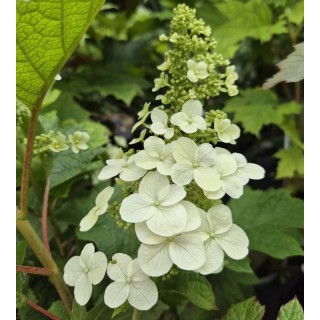 Hydrangea quercifolia 'Ruby Slippers' - long pointed clusters of white flowers emerging before turning pink later in summer.