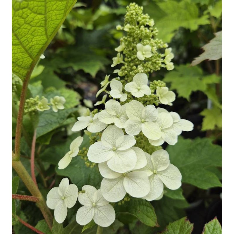 Hydrangea quercifolia 'Ruby Slippers' - long pointed clusters of white flowers emerging before turning pink later in summer.