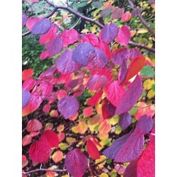 Disanthus cercidifolius - autumn colour