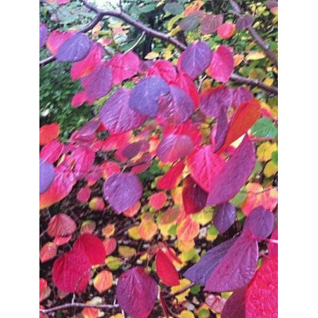 Disanthus cercidifolius - autumn colour Disanthus cercidifolius - autumn colour