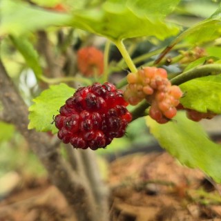 Morus rotundiloba 'Mojo Berry' - dark red and black fruit in late June