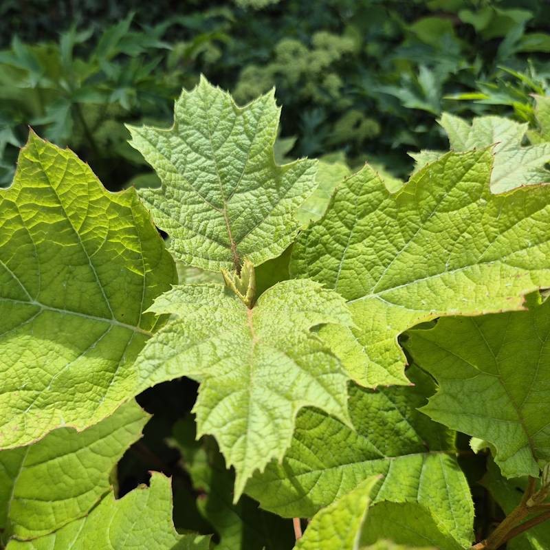 Hydrangea quercifolia 'Alice' - close up of large, oak-like dark green leaves in summer
