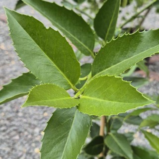 Ilex latifolia - close up of dark green summer leaves