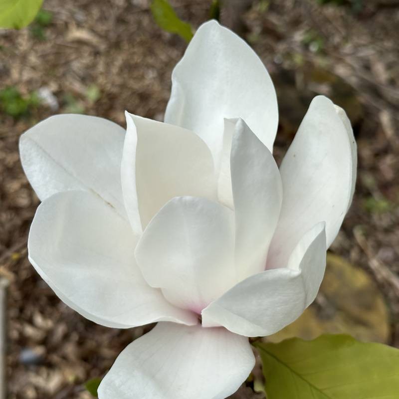Magnolia 'Athene' - huge white cup-shaped flower opening in spring