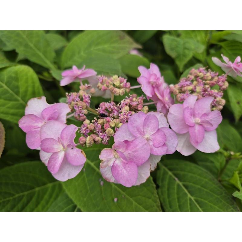 Hydrangea serrata 'Summer Glow' - clusters of pink floral bracts in early July