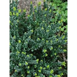Myrtus communis subsp tarentina - foliage