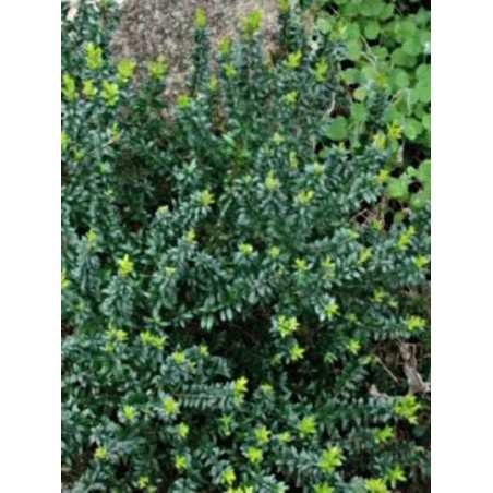 Myrtus communis subsp tarentina - foliage Myrtus communis subsp tarentina - foliage
