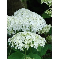 Hydrangea arborescens 'Sheep Cloud' - flowers