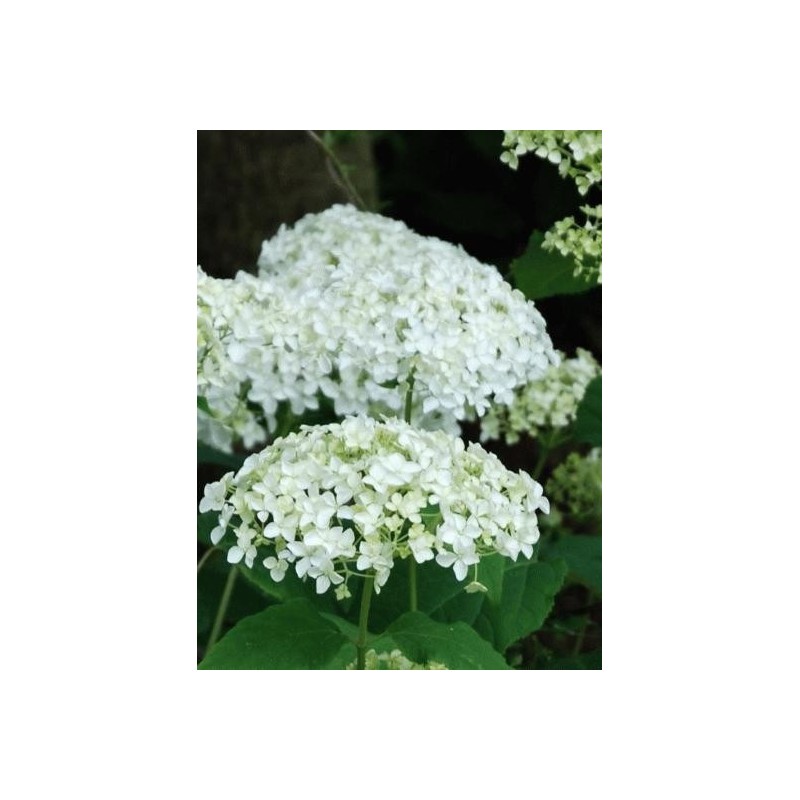 Hydrangea arborescens 'Sheep Cloud' - flowers