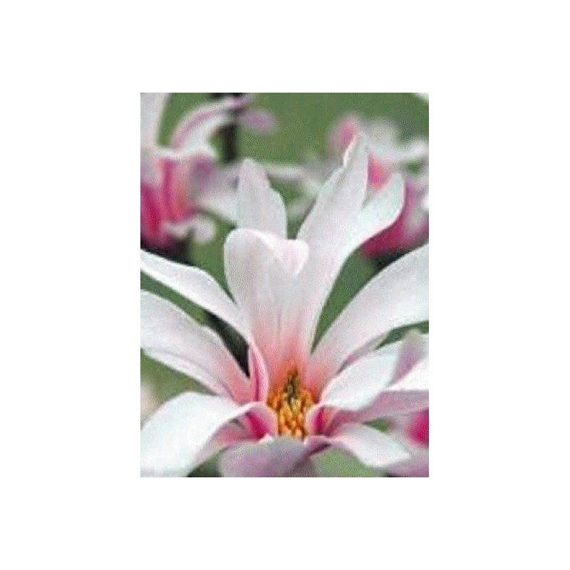 Magnolia x loebneri 'Leonard Messel'