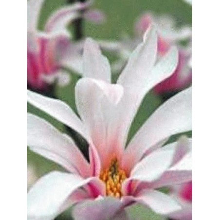 Magnolia x loebneri 'Leonard Messel' - spring flowers