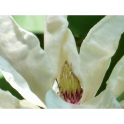 Magnolia tripetala - flower close up