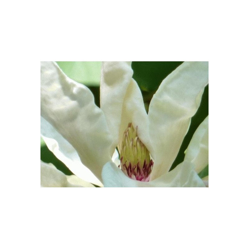 Magnolia tripetala - flower close up Magnolia tripetala - flower close up