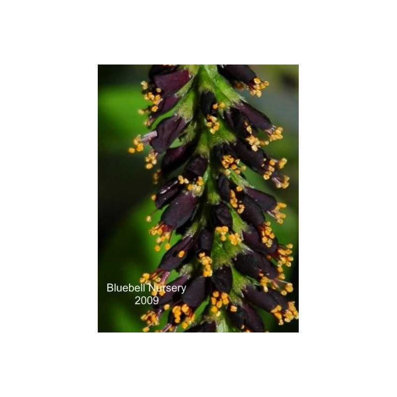 Amorpha fruticosa - flower close up