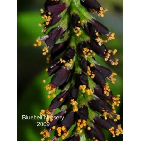 Amorpha fruticosa - flower close up