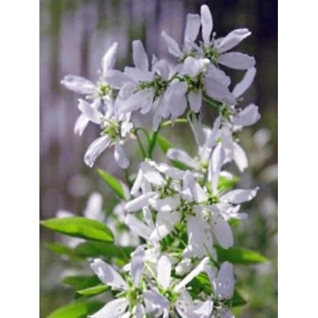 Amelanchier lamarckii 'Ballerina'