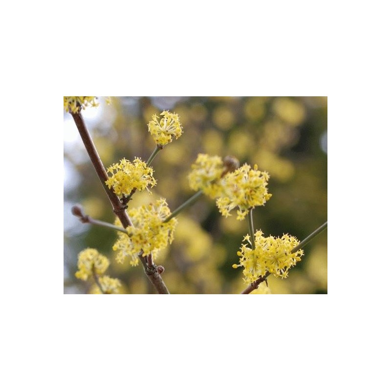 Cornus mas 'Golden Glory' Cornus mas 'Golden Glory'