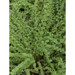 Athyrium filix-femina 'Frizelliae'