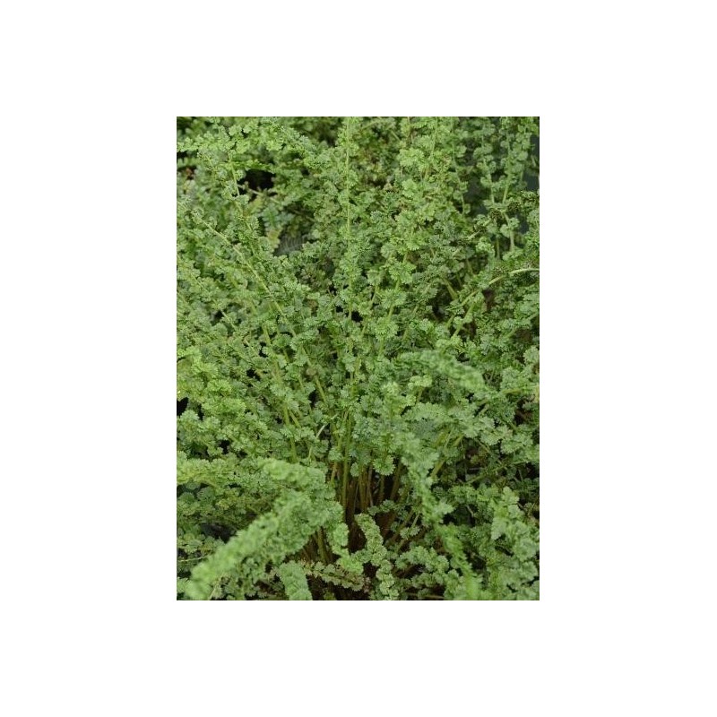 Athyrium filix-femina 'Frizelliae' Athyrium filix-femina 'Frizelliae'