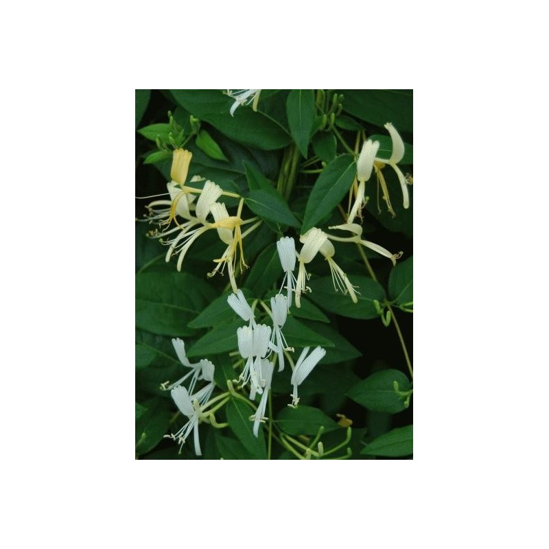 Lonicera similis var delavayi - summer flowers