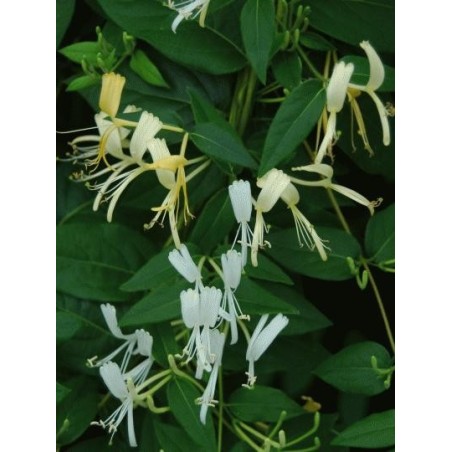 Lonicera similis var delavayi - summer flowers