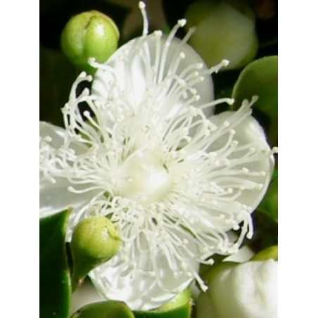 Luma apiculata Luma apiculata