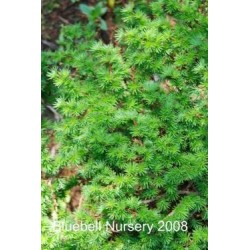 Larix kaempferi 'Wolterdingen' - close up of leaves in spring