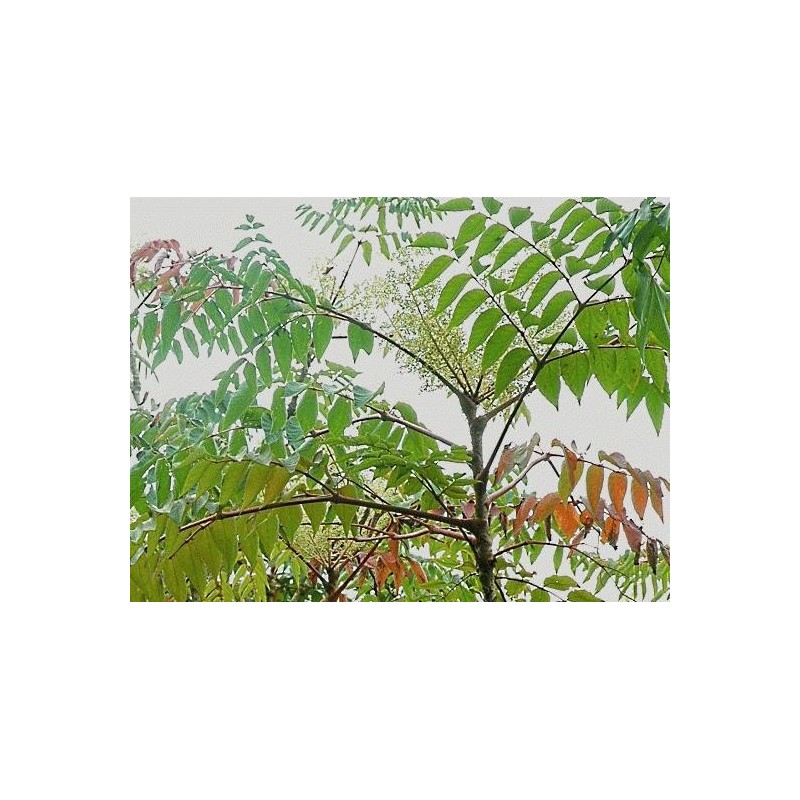 Aralia elata