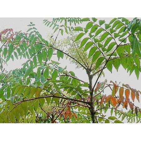 Aralia elata Aralia elata