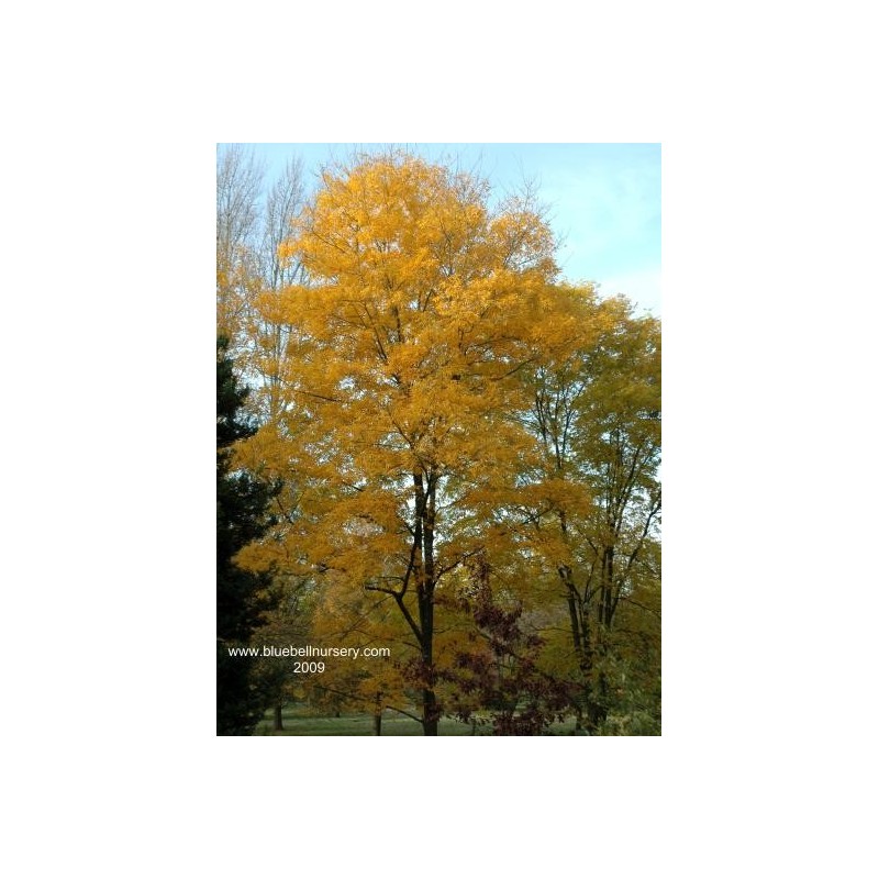 Carya cordiformis Carya cordiformis