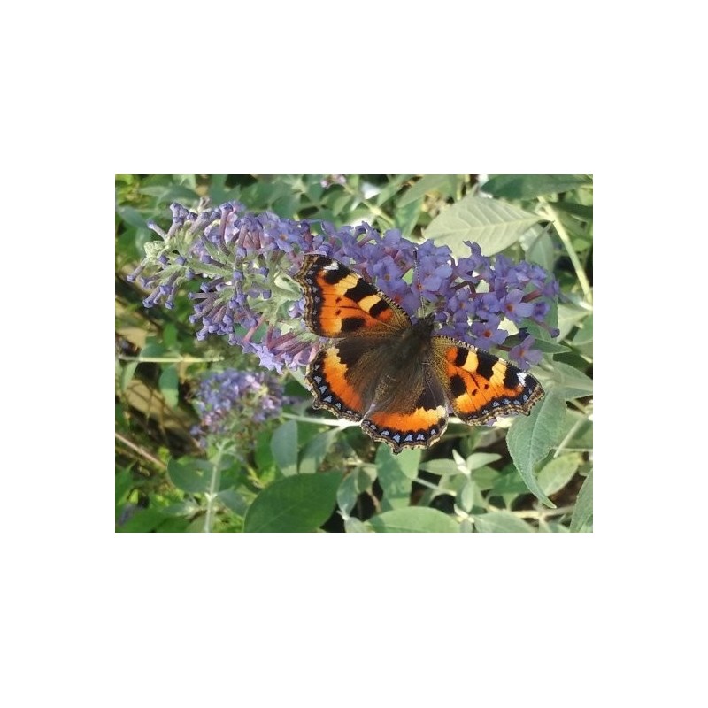 Buddleja 'Lochinch' - flowes with butterfly