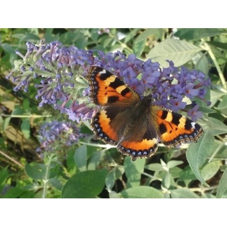 Buddleja 'Lochinch' - flowes with butterfly