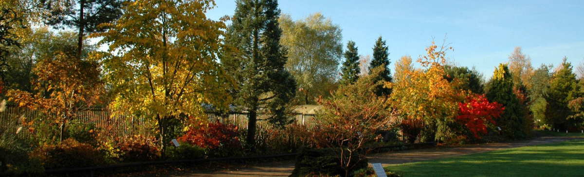 Autumn colour bluebell arboretum and nursery