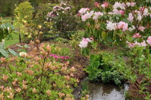 Spring flowers