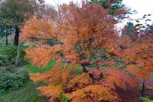 Autumn colour