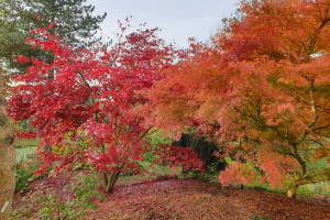 Autumn colour