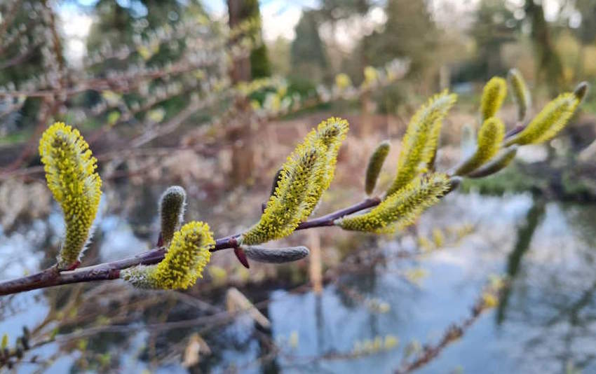 Up to 30% off selected plants