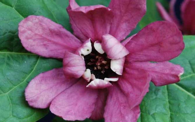 Sinocalycanthus 'Hartlage Wine' flower