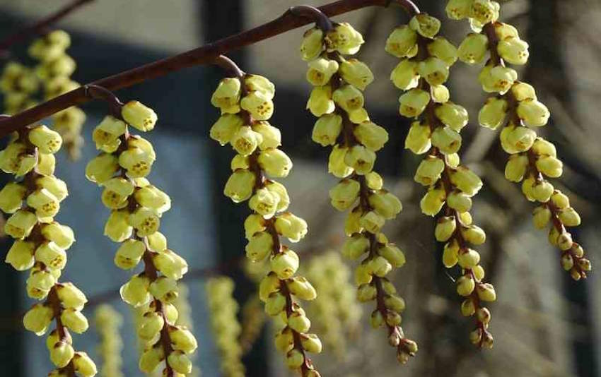 Up to 30% off selected plants