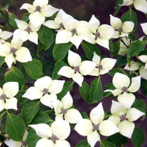 Dogwood