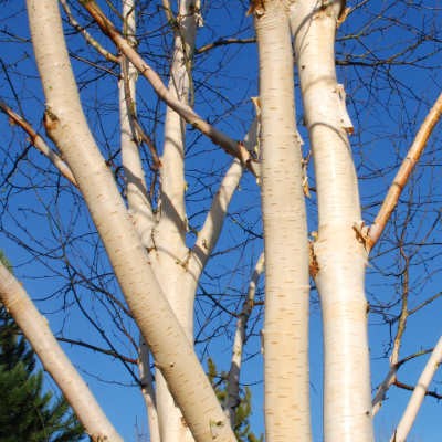 Birch